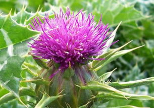 植物提取物在食品中的應用與監管 以天然香料為例